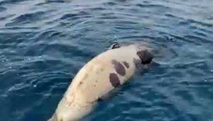 Akdeniz foku, açık denizde ölü bulundu