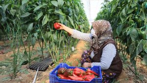 Antalya'da üretim kısıtlamada da hız kesmedi