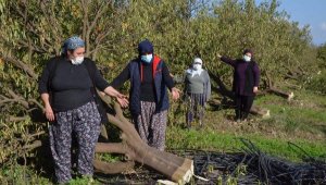 Arazideki 1000'in üzerinde ağaç kesilince, mirasçı kardeşler nöbete başladı