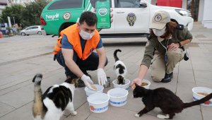 Büyükşehir ve Emniyet sokak hayvanlarını besledi