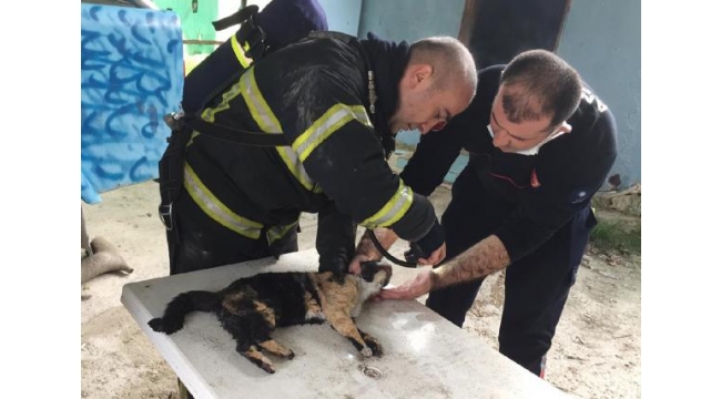 Dumandan etkilenen kediye itfaiyeden hayat kurtaran müdahale