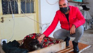 Felç olan köpeğine çocuğu gibi bakıyor