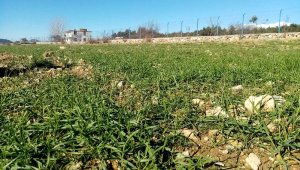 Gündoğmuş'ta çiftçiye dağıtılan ata tohumları çimlendi