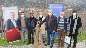 İpekböcekçiliği üretiminin teşvik edilmesi için dut fidanları dağıtıldı