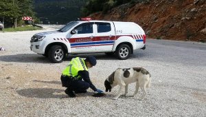 Jandarma sokak hayvanlarını unutmadı