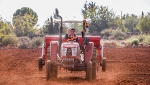 Kepez'in buğday ovaları yemyeşil