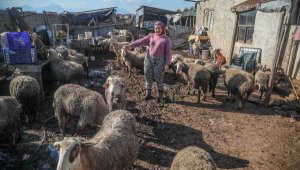 Koyunları can çekişerek öldü, zehirlenme iddiasında bulundu