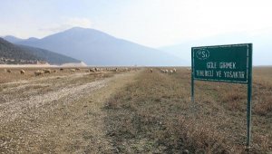 Kuruyan Avlan Gölü, koyun ve keçi sürülerine kaldı