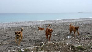 Sahiller sokak hayvanlarına kaldı