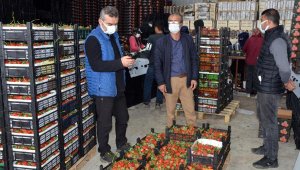 Serik'ten yurt dışına çilek ihracatı