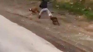 Sokak ortasında iki köpeğe sopalı eziyet
