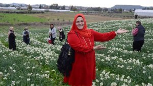 Tarladaki nergisler güzelliğiyle hayran bıraktı