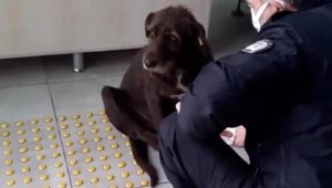 Yağmurda ıslanan köpeğe polis şefkati