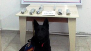Yolcu otobüsünde, sırt çantasındaki esrarı narkotik köpeği Uslu buldu