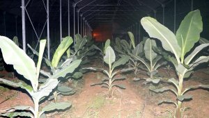 Antalya'da üretici don nöbetinde