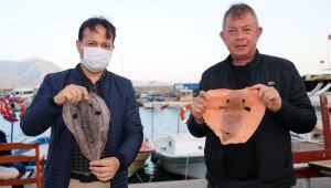 Balon balığının derisi, yeni istihdam alanı sağlayacak