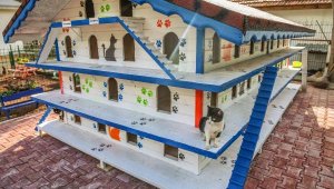 DokumaPark'a 'Kedi Apartmanı'