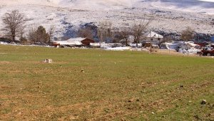 Elmalı ve Korkuteli'de ata tohumları çimlendi