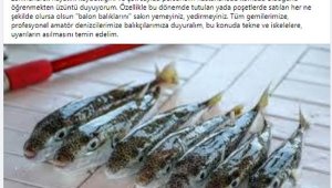 Kaş'ta balon balığı zehirlenmesi iddiası, Sağlık Bakanlığı inceleme başlattı