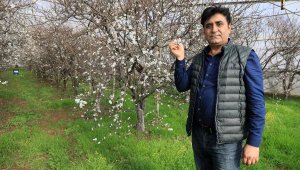 Kış eriğinin kilosu 800 lira