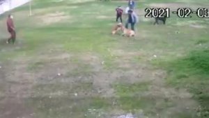 Manavgat'ta pitbull dehşeti
