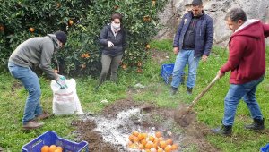 Narenciyede biyolojik mücadele başlıyor