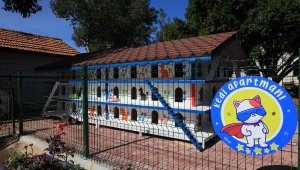 Sokak kedilerine 5 yıldızlı 'kedi apartmanı'