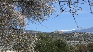 Torosların karıyla badem çiçekleri karşı karşıya