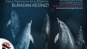 Yunuslara ve diğer hayvanlara işkencenin peşindeler