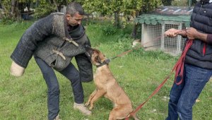 'Havlayan köpek ısırmaz demeyin, ısırır'