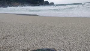 Alanya'da fırtınada, biri ölü 3 Caretta caretta sahile vurdu