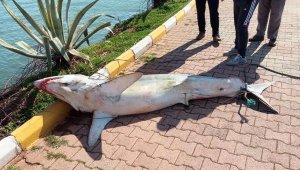 Antalya'da köpek balığı ölüsü sahile vurdu
