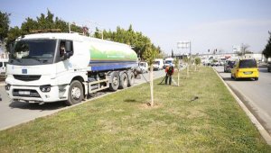 Büyükşehir Belediyesi Orman Haftası'nda refüjlere ağaç dikti