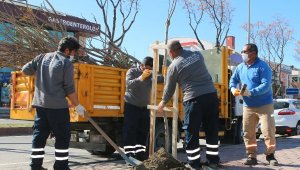 Büyükşehir caddeleri ağaçlandırıyor