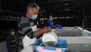 Enstitüde 12 milyon yavru levrek üretildi