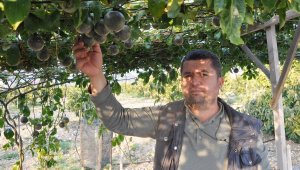 Gazipaşa'da üretilen passifloranın kilosu bahçede 75 lira