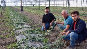 Karpuz üreticileri yeni dikimleri yaptı