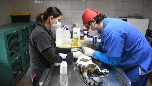 Kemer Belediyesi, hayvanlara sahip çıkıyor
