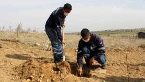Korkuteli'nde mezarlıklara fidan dikildi