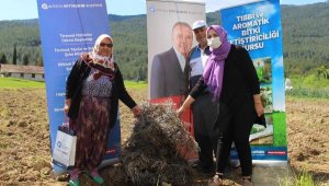 Manavgat'ta 3 bin lavanta fidesi dağıtıldı