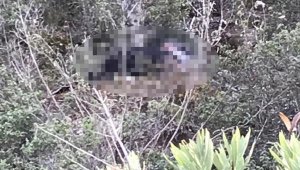 Manavgat'ta ormanda erkek cesedi bulundu