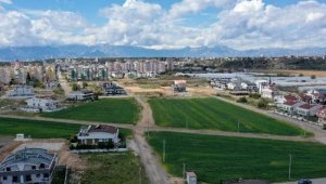Muratpaşa, 20 ton buğday hasat edecek