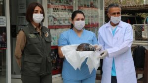 Orman yangınında yaralı kurtarılan kaplumbağa tedaviye alındı