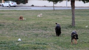 Sokak köpeklerini zehirleyenlerin bulunması için para ödülü koydu