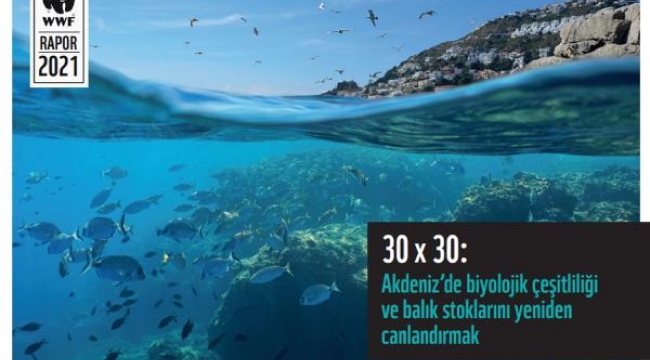 WWF: 2030'a kadar Akdeniz'in en az üçte biri korunmalı