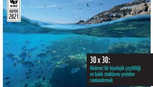 WWF: 2030'a kadar Akdeniz'in en az üçte biri korunmalı