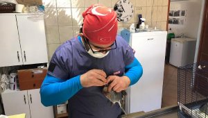 Yaralı güvercin tedavide
