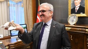 Yavru güvercin 'Zibidi' ile 3 bin 500 kilometre yol yaptı