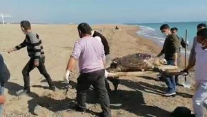 Caretta caretta ölüsü kıyıya vurdu