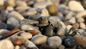 Caretta carettaların yuvadan çıkış süresi, iklim değişikliği nedeniyle 47 güne düştü